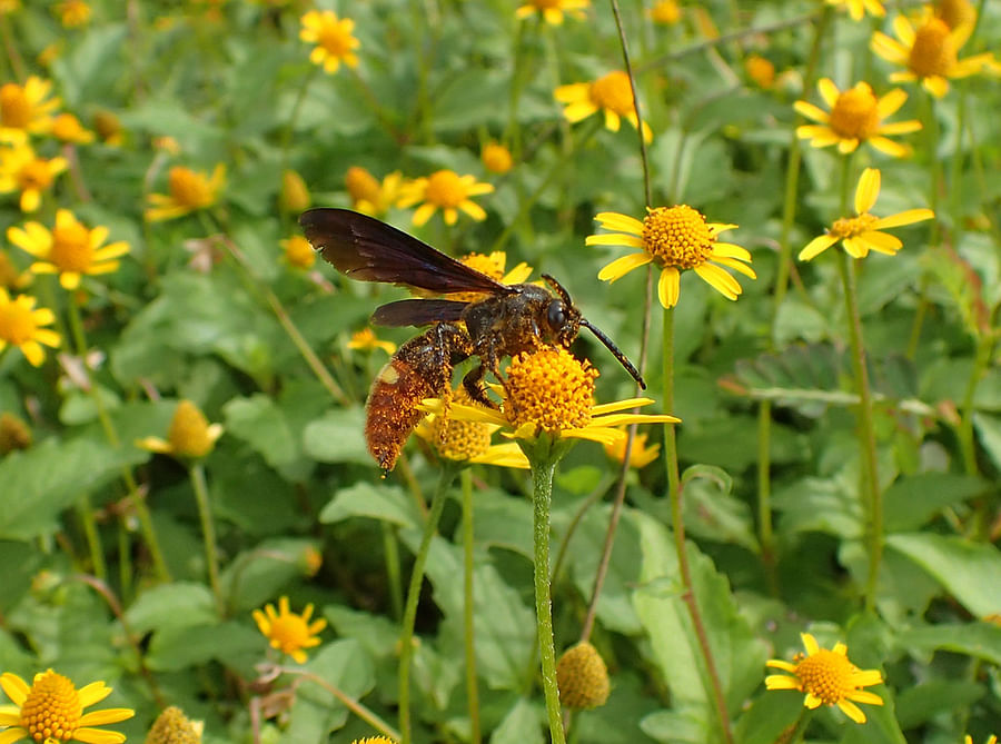 Bees pollinating vibrant flowers in a Florida garden