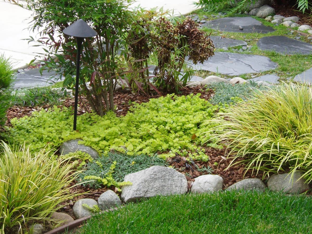 A gardener watering native plants in a garden